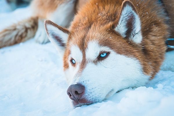 Wolf in snow